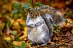 No.0096 Gray Squirrel