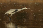 Sandhill Crane ready for takeoff, Bosque del Apache, New Mexico