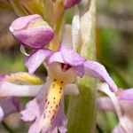 Hybrid Orchis - Orchis x colemanii ( Orchis mascula x O. pauciflora)