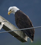Bald Eagle perched on top of a telegraph pole in Seward, Alaska