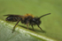 Andrena bicolor (m)