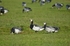 Barnacle Geese