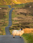 Lough Salt Sheep
