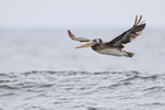 Peruvian Pelican flying over sea, near Chanaral Island, Chile