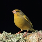 Greenfinch