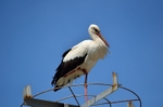 White Stork