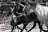 Bucking Horses BW_1159