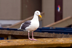 Western Gull - 8465
