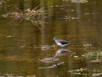 Green Sandpiper