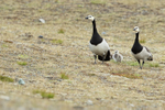 Barnacle Geese, Jokulsarlon, South Iceland