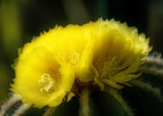 26th June Cactus Flower