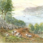 Windermere Sheep