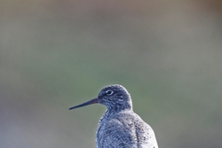 Teesdale  2018-04-18 15-32-56 