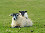 Mother and Lamb