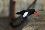 Black Guillemot portfolio