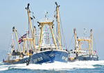 060617 BRIXHAM TRAWLER RACE IMG_9581