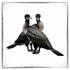 Cormorants