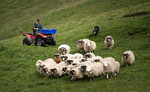 Gathering the Flock