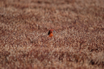 Red Grouse