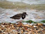 Turnstone