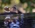 Pied Fantail takes off, Lovina, Bali