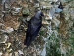 Jackdaw