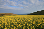 Rapeseed Fields _DO048