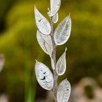 Fibigia (Fibigia clypeata)