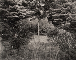 Arboretum, Pennsylvania, #6, 1985