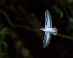 Spotted Sandpiper in flight, Panama