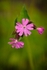 Red Campion