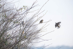 9th February Taking Flight
