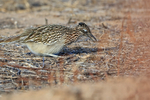 Greater Roadrunner looking for food, New Mexico