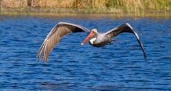  Pelicans _0025