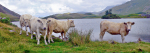 Cregennan lakeside-Cader-Idris