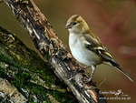 Chaffinch f 140116 4