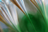 Green 2