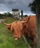 Cheeky Cow (and a castle)