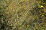 Tree Detail 1
