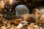 Lebetus scorpioides