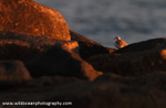 FLB030: Sanderling