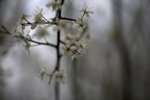 Blossom 1