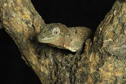 Mossy Gecko