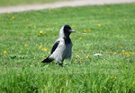 Hooded Crow