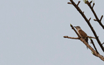 Banded Bay Cuckoo