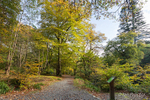 Autumn Walk in Tollymore