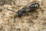 Sapyga quinquepunctata (m)