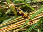 Ruddy Darter