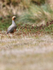 Ruddy-heady Goose, Carcass Island, Falkland Islands