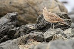 Whimbrel portfolio